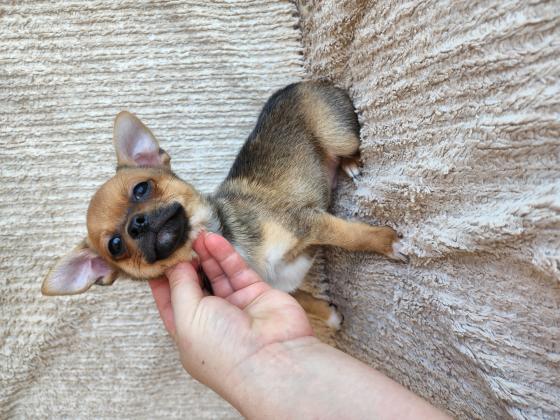 צ'וואווה בן חודשיים וחצי נולד ב 4