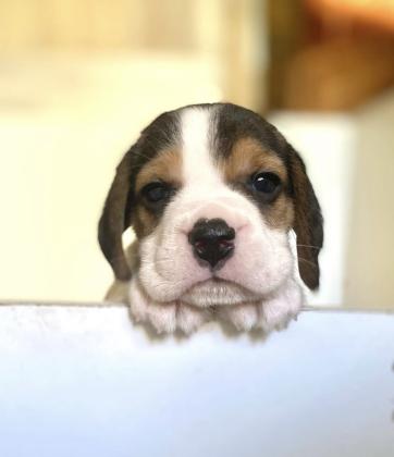 למכירה מספר גורי ביגל קטנים,