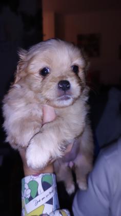 4 גורים מעורבים בפקינז מתוקים