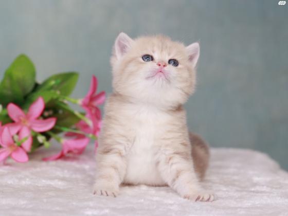 למכירה גור בריטי גזעי בצבע