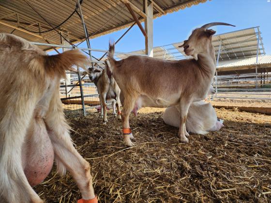 עיזים חולבות אלפיני אנגלו נובי