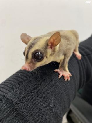 זוג שוגר גליידר (סנאי מעופף)