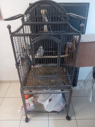 כלוב A10 במצב חדשעם שני