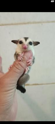 שוגר גלידר זכר,פנים וציפורניים לבנות