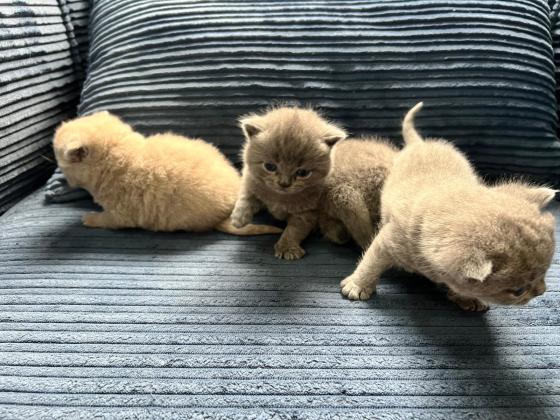 גורים בריטיים גזעיים קצרי שיער