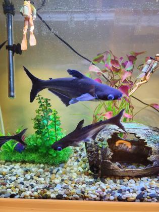 5 דגי כריש גדולים ויפים למכירה מדימונה