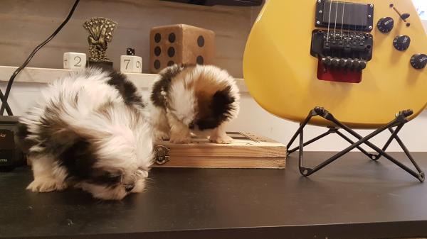 גורי שיצו רמה גבוהה ננסיים!!!