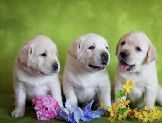 למכירה מגוון גורי לברדור משובחים