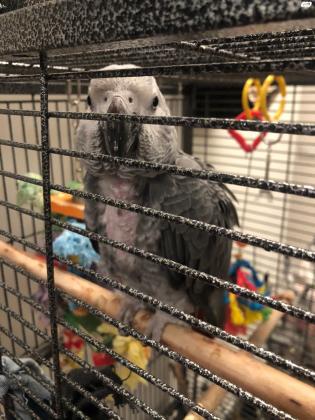 תוכי גאקו האכלת יד מושלמת