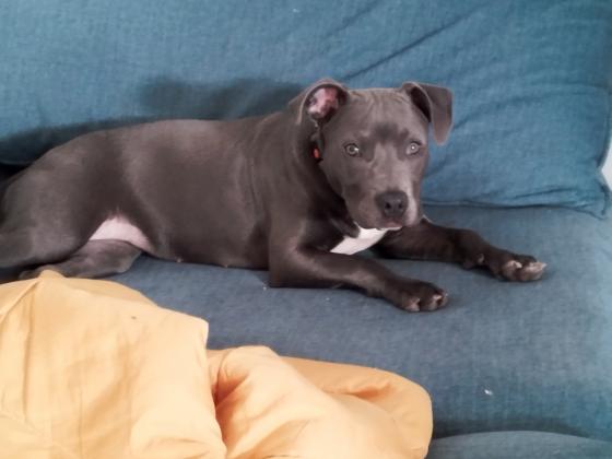 פיטבול בלו נאוז יפה מאוד מסתדרת עם כולם