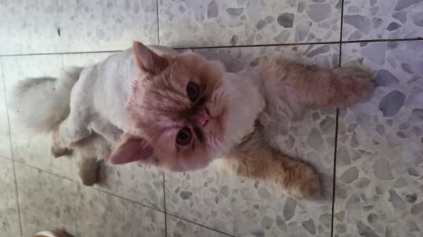 חתול פרסי מאוד יפה מלא