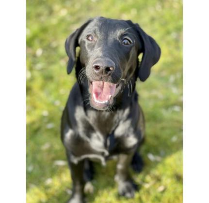 למכירה מגוון גורי לברדור משובחים