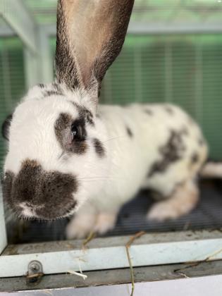 ארנב פלמי ( ענק) גורים