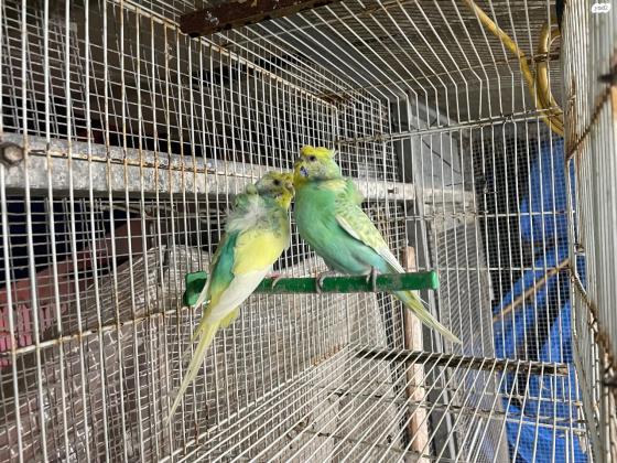 למכירה שני נקבות מיוחדות אחת