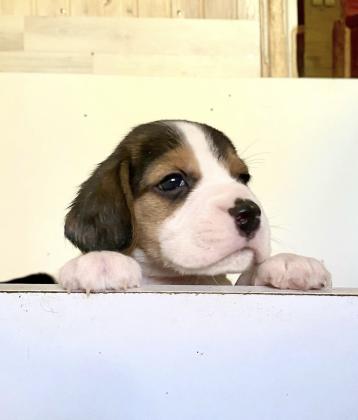 למכירה מספר גורי ביגל קטנים,