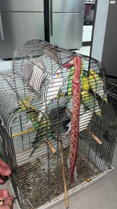 10 תוכונים בשלל צבעים זכרים