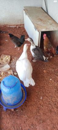 תרנגול בלאדי זכר בן 5 חודשים