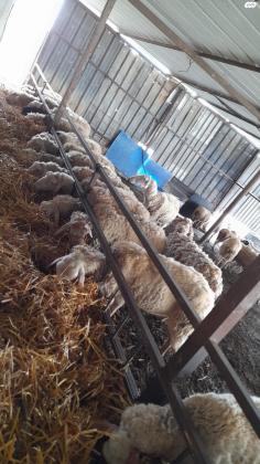 כבשים למכירה