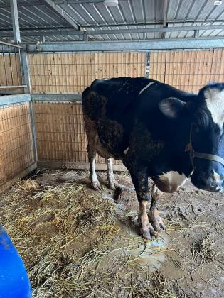 פרה חלוברגועה ושקטה לגמרי