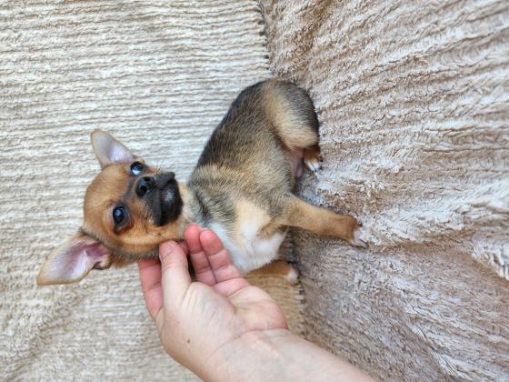 צ'וואווה בן חודשיים וחצי נולד ב 4