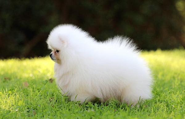 גור נדיר בעל תעודות יוחסין