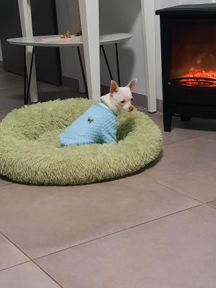 מתוק מהמם צ'יוואווה ננסי לבן