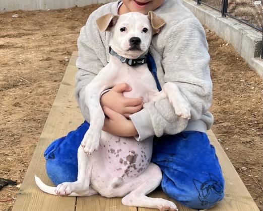 כלב פינצר מעורב חמוד