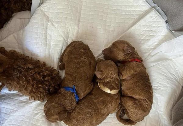 גורי פודל טוי אדום אש