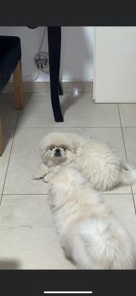 2 גורי פקינז "ראש אריה"