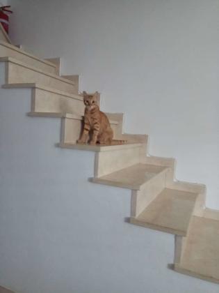 מגידו 2 (קרית ים ד)