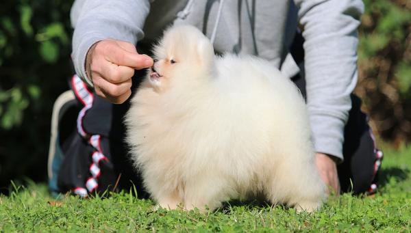 גור נדיר בעל תעודות יוחסין