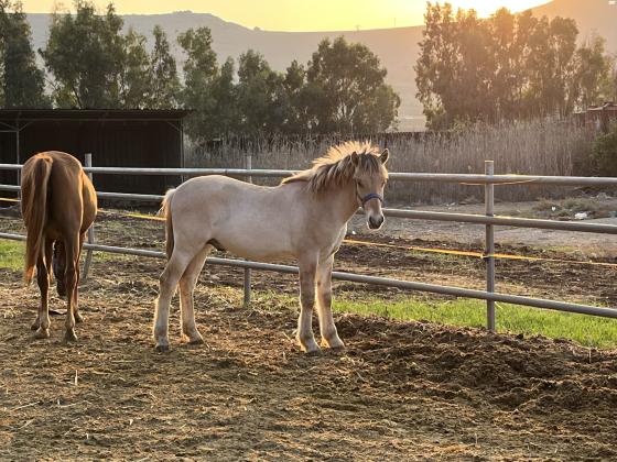 סייח מגזע פיורד טהור עם