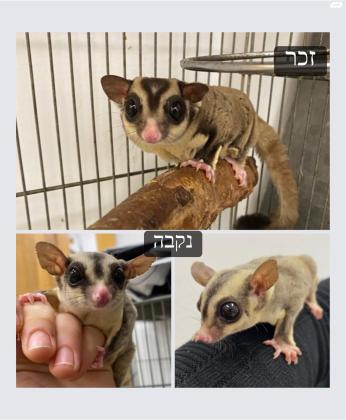 זוג שוגר גליידר (סנאי מעופף)