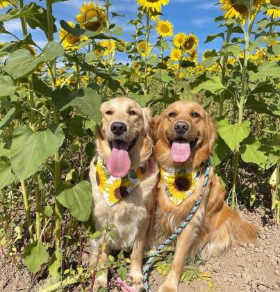 גורי גולדן רטריבר מדהימים, בני