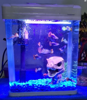 אקווריום חדש לא יד 2