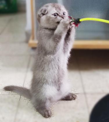 גורה סקוטיש פולד מתוקה :)