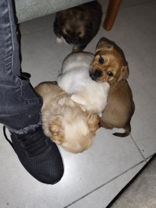 4 גורים מעורבים בפקינז מתוקים