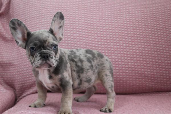 בולדוג צרפתי ברמה גבוהה מ...