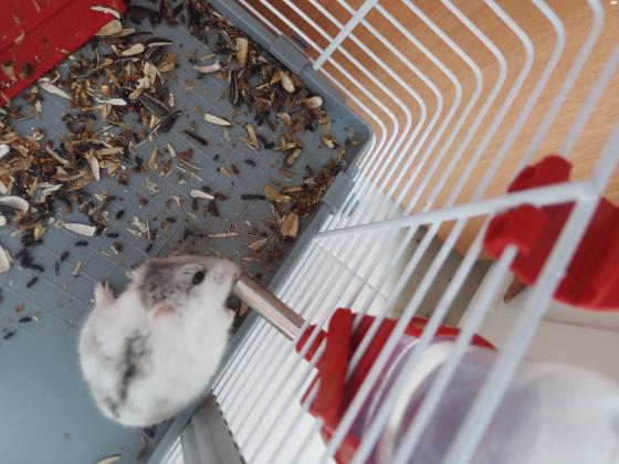 כלוב לאוגרים 3 קומות מגלשות