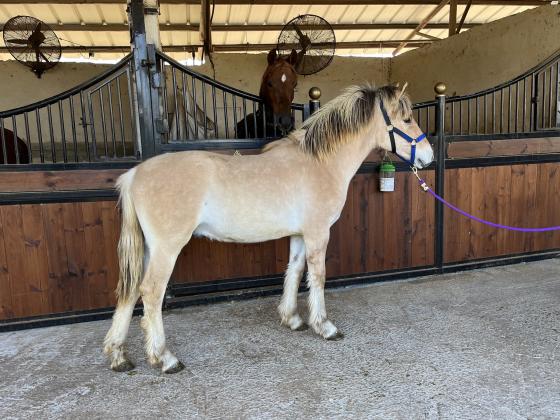 סייח מגזע פיורד טהור עם