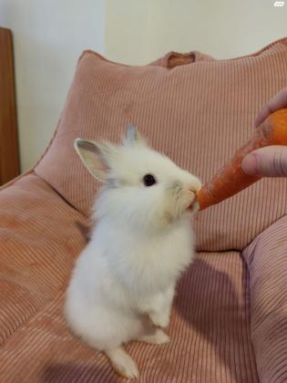 למסירה ארנב ראש אריה בגיל