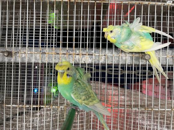 למכירה שני נקבות מיוחדות אחת