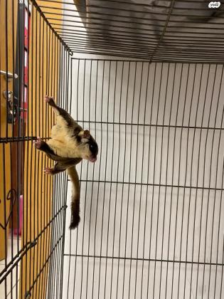 זוג שוגר גליידר (סנאי מעופף)