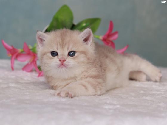 למכירה גור בריטי גזעי בצבע