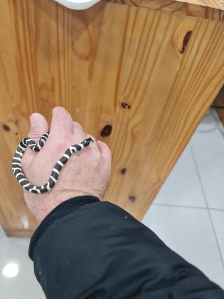 נחש קינג קליפורניה רגועה מאד