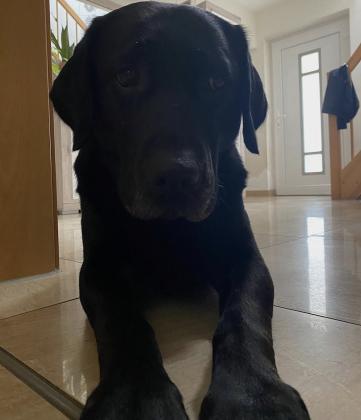 למכירה מגוון גורי לברדור משובחים