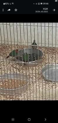 פינקים גולדנים בשלל מופעים יש