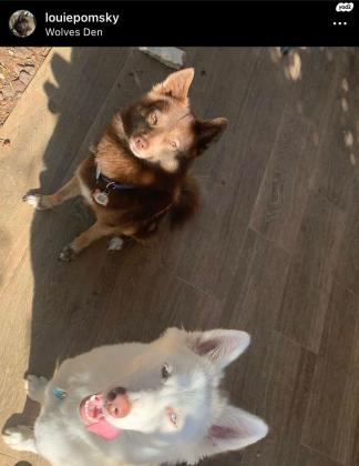 גורי פומרניאן האסקי נולדו ב5