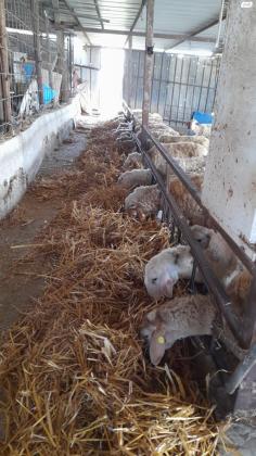 כבשים למכירה