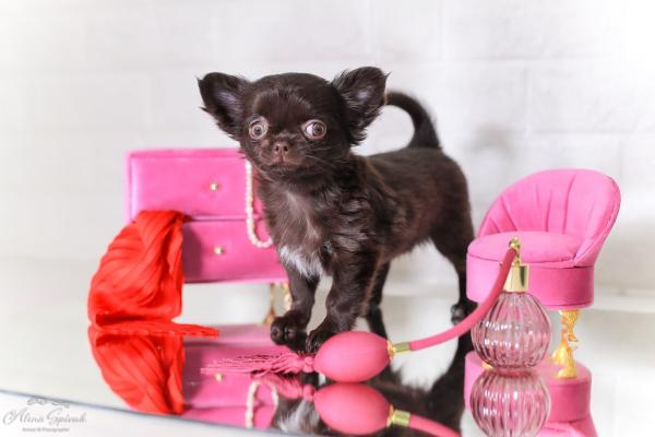 2 גורי צ״יוואווה ארוך שיער